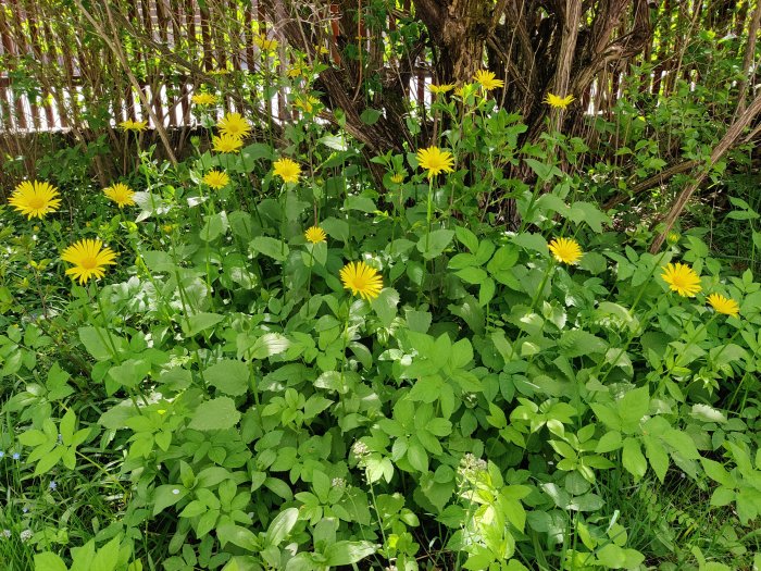 Gula blommor på höga stjälkar i halvskugga bland gröna blad och gräs.