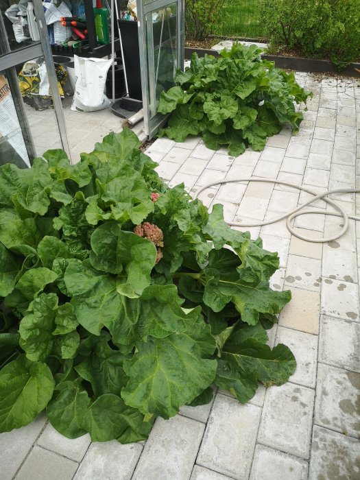 Lush rhubarb plants growing next to a garden path with a greenhouse in the background.