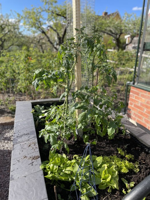 Tomatplanta vid en påle i en trädgårdsbädd med sallat i förgrunden och grönska i bakgrunden.