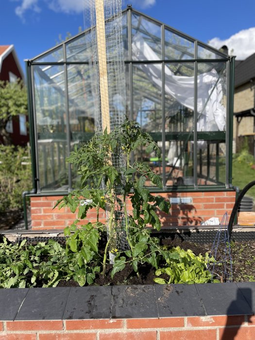 Tomatplanta bunden vid en påle med jordärtskockor till vänster och växthus i bakgrunden.