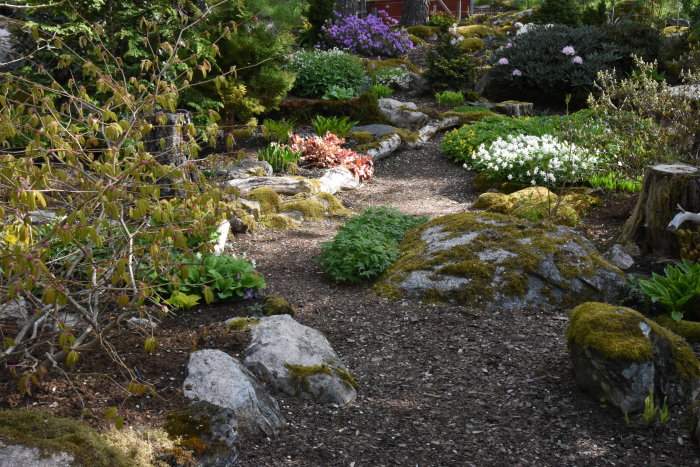 Stig genom en frodig trädgård med blommande växter och mossbeklädda stenar.