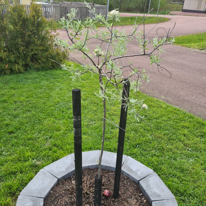 Ett ungt silverpäronträd med få blad och skott längs stammen, planterat i en rund planteringsbädd.