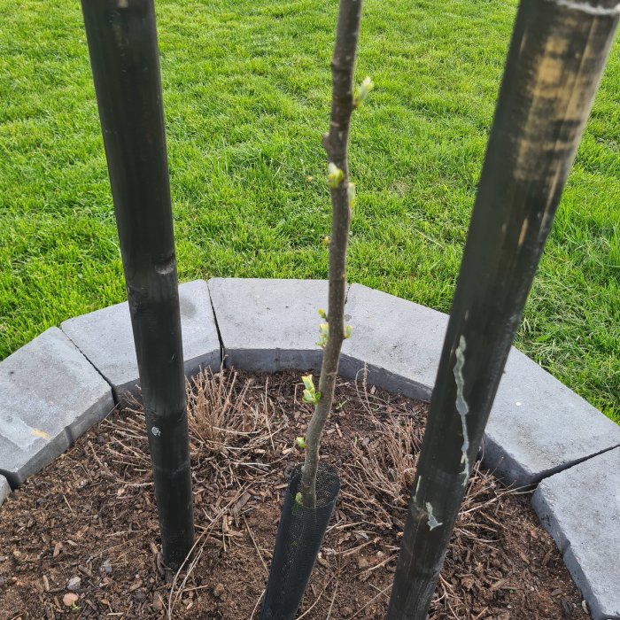Ett ungt silverpäronträd med få blad och småskott längs stammen, omgivet av stödpinnar.