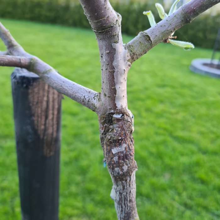 Närbild av en trädgren med möjlig barkskada eller svullnad där grenen möter stammen.