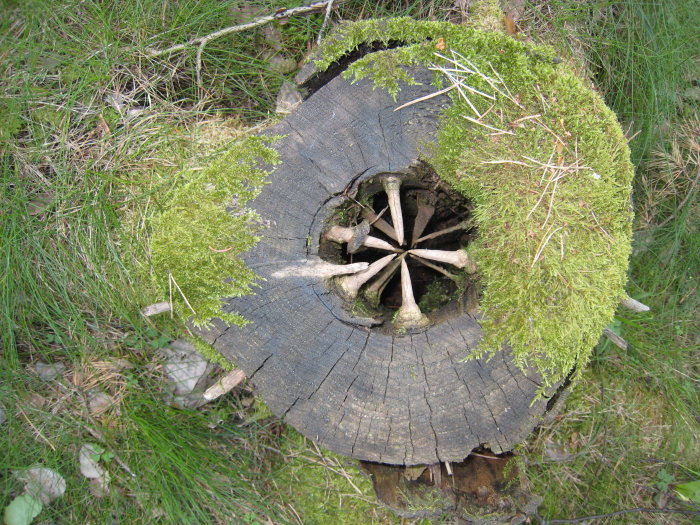 En övergiven trädstubbe täckt av mossa med ett kärna formad som ett hjul i skogen.