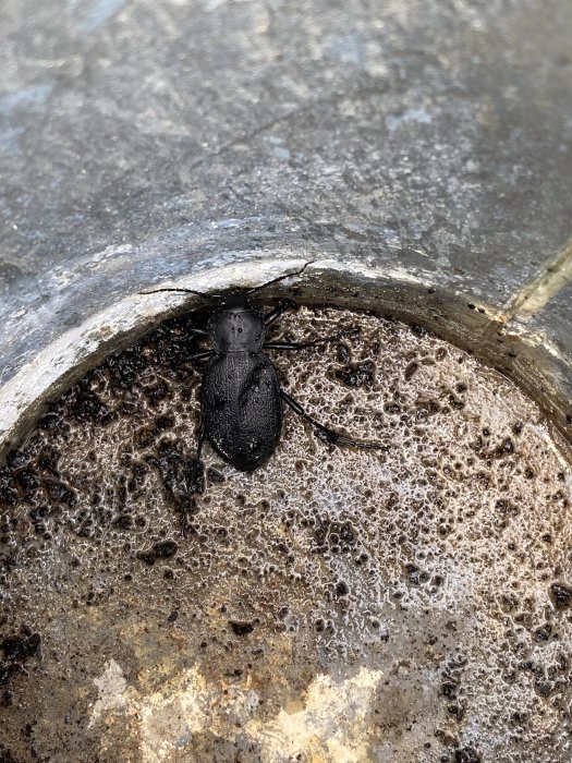 Svart skalbagge på en halvrund träyta med mögeltillväxt, utomhus nära en altan.