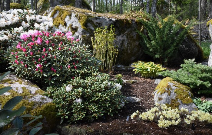 Trädgårdsparti med blommande rhododendron, växande perenner och mossbeklädda stenar.