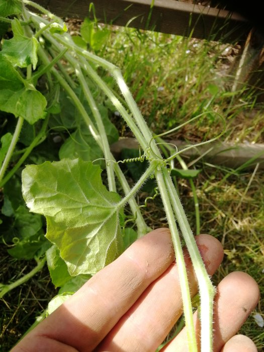 Hand håller grön växt med stora blad och klängande rankor i dagsljus.