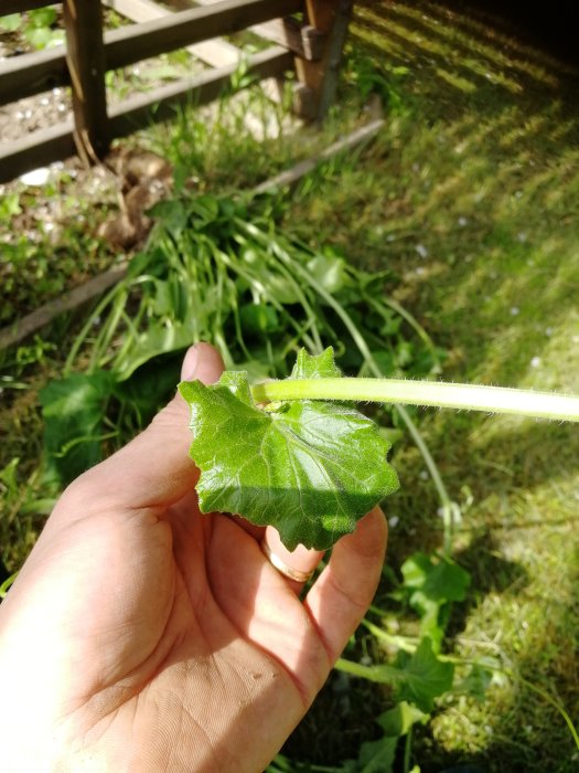 En hand håller ett grönt blad med grov stjälk mot en bakgrund av gräsmatta och en trästaket.