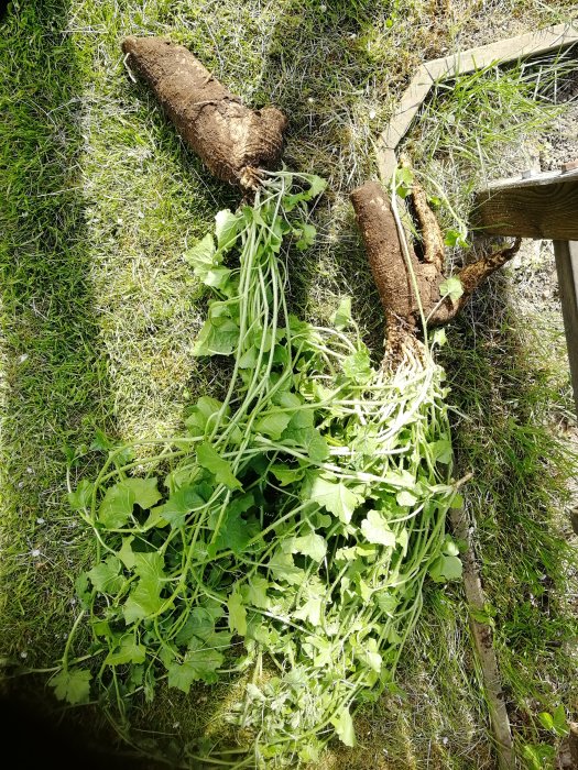 Stora brunaktiga rötter på gräs som liknar rättikor med gröna blad och vita blommor.