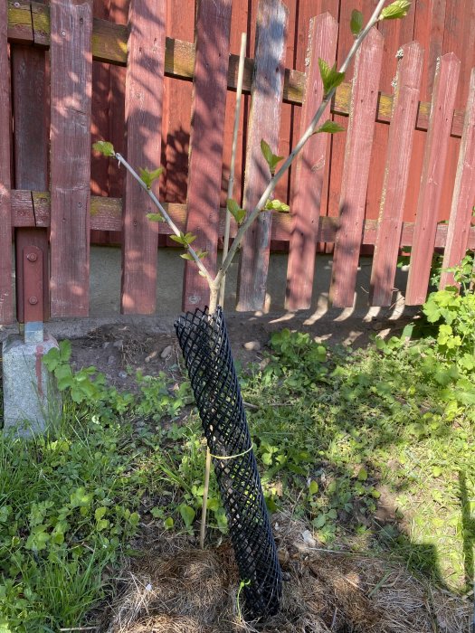 Ungt träd med skyddsnät och nya gröna löv framför en rödmålad staket.