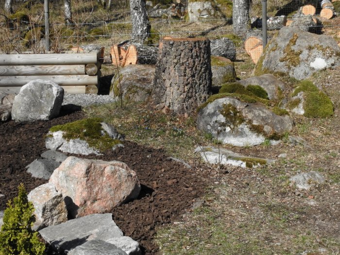 Trädgård med stubbe från fälld björk, grävd jord och planterade växter omgivna av stenar och kvarvarande björkar.