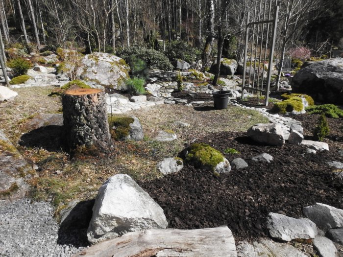 Nyplanterad trädgård med stubbe, ny jord, stenar och grönskande mossbeklädda stenar i solljus.