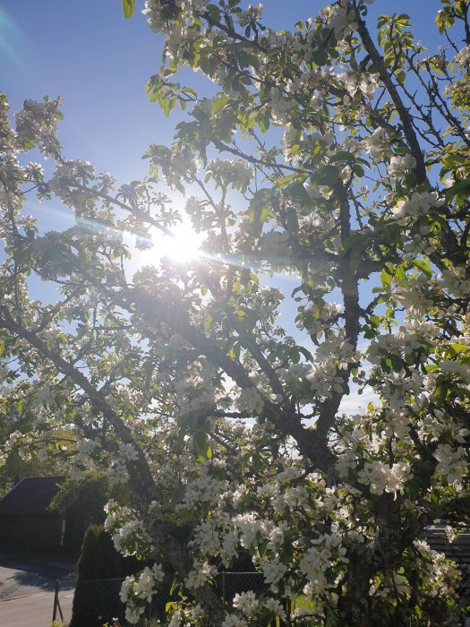 Solstrålar som skiner genom blommande äppelträdsgrenar mot en klarblå himmel.