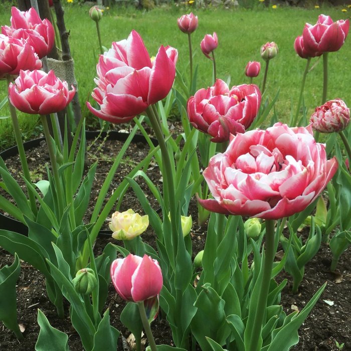 Vackra rosa och vita "Dream touch"-tulpaner i blom i en trädgård.