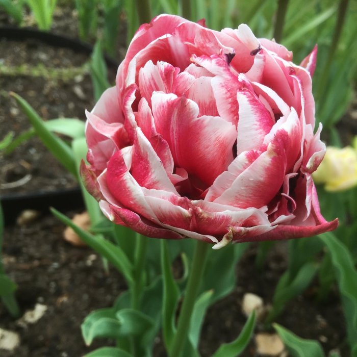 En blommande "Dream touch"-tulpan med rosa och vita kronblad i en trädgård.