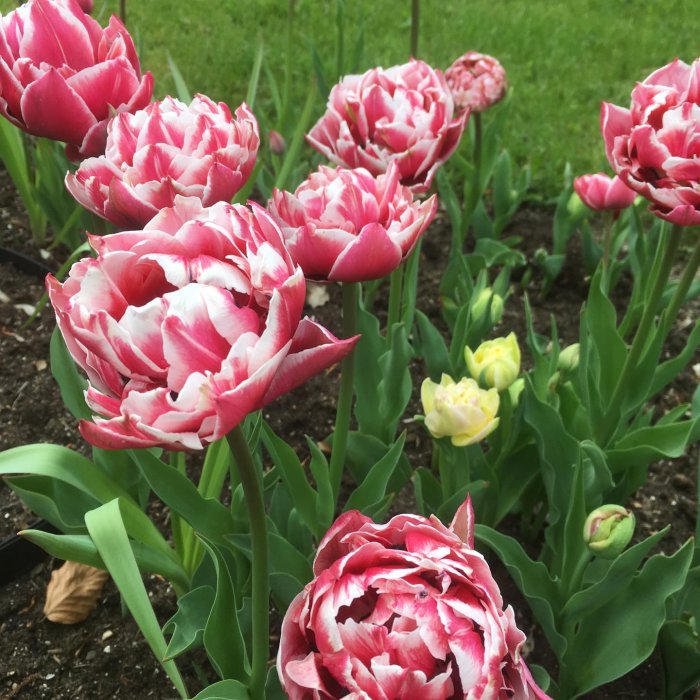 Pink-vita "Dream touch" tulpaner med fylliga blommor planterade i en trädgård.