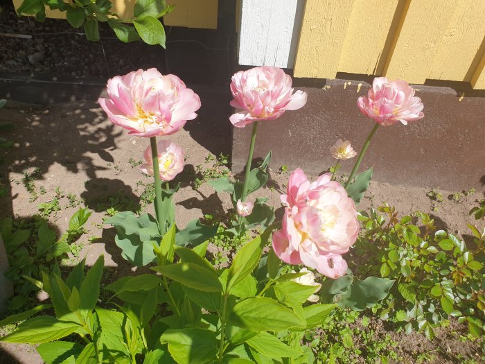 Rosa pionliknande tulpaner i full blom framför ett gult hus.