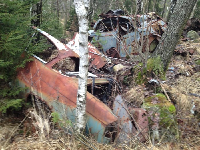 Rostig gammal bil övergiven i skogen med träd som växer omkring.