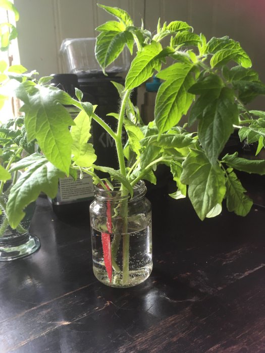 Tomatplanta med skott rotade i vattenglas på ett mörkt bord.