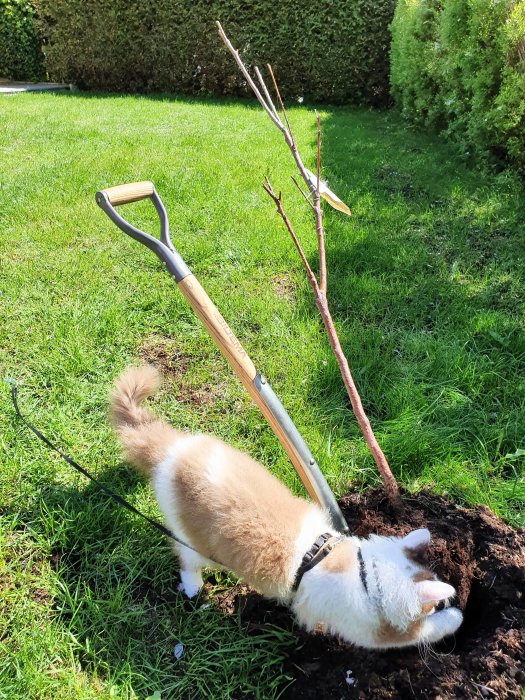 Katt som gräver i jord bredvid ett spett och en avbladad planta.