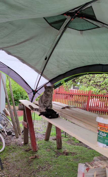 Katt sitter på nygrundade läkter under regnskydd bredvid en målarburk.