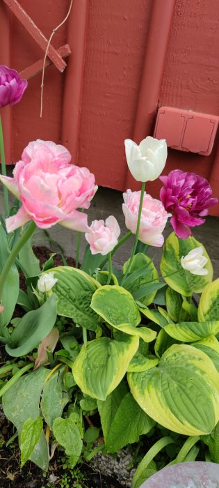 Tulpaner i olika färger framför en röd vägg med gröna bladverk och vattendroppar på bladen.