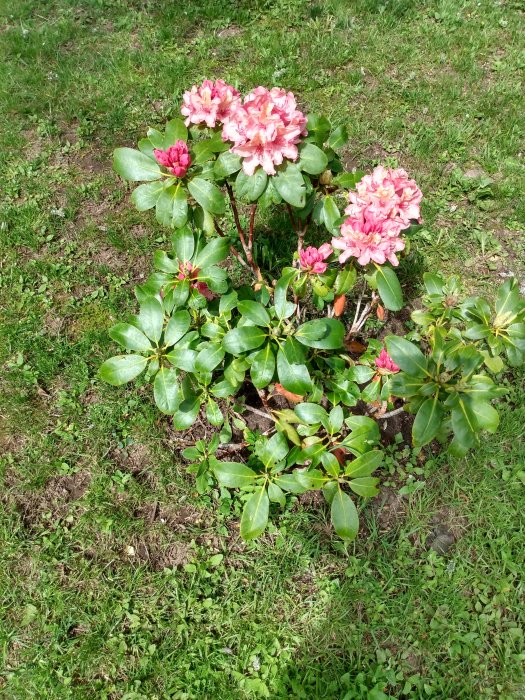 Rosa rhododendronbuske med blommande och knoppande blommor på en gräsmatta.