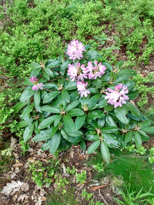 Rhododendronbuske med rosa blommor mot en bakgrund av grönt lövverk och fuktig jord.