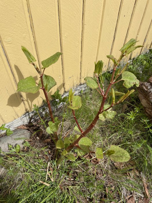 Tre unga skott av en växt med röda stjälkar och gröna blad mot en gul väggbakgrund.