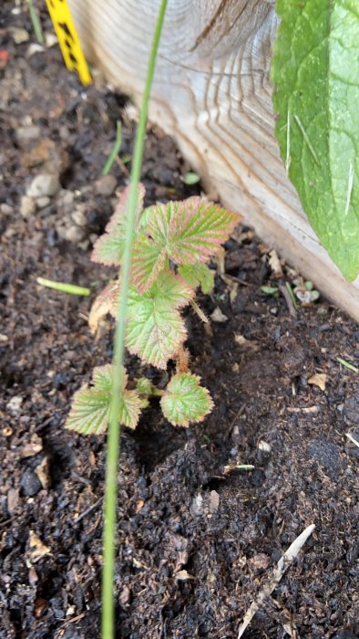 Ung björnbärsliknande planta i hörnet av en odlingslåda med fuktig jord.