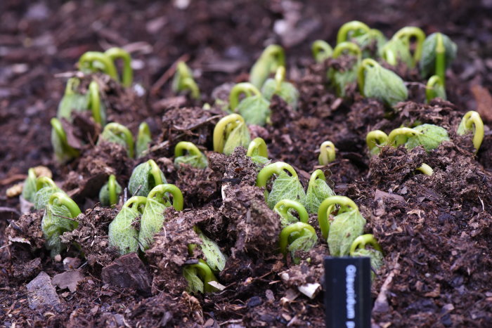Spirande Glaucidium palmatum 'Album', vit lunddocka, i jorden.