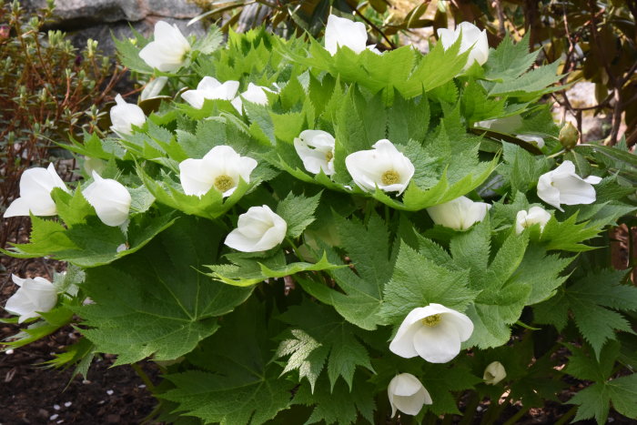 Vit lunddocka Glaucidium palmatum 'Album' med öppna och knoppande blommor omgiven av gröna blad.