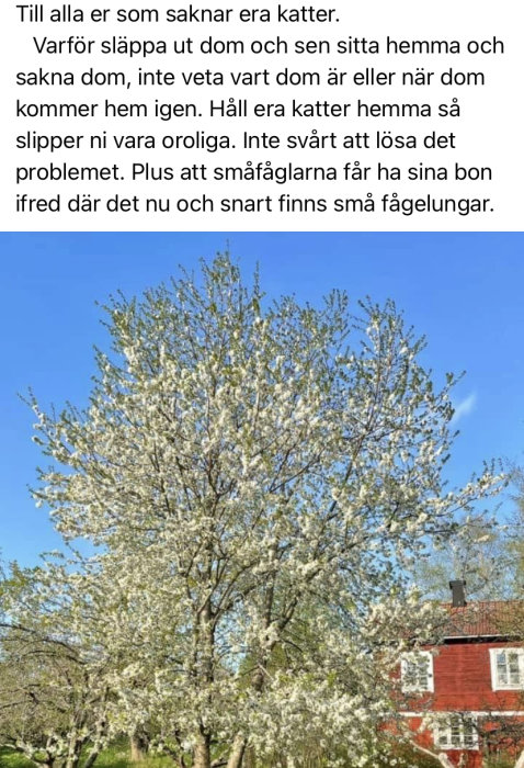 Ett blommande träd framför ett rött hus, relaterat till en diskussion om katters påverkan på småfåglar.