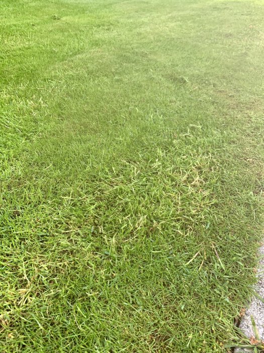 Grovt gräs som växer i en gräsmatta, bild från en fråga om identifiering och bekämpning av ogräs.