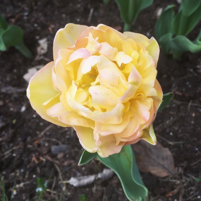 Låg, ljust gul och rosa tulpan med pionliknande blomma mot en jordbakgrund.