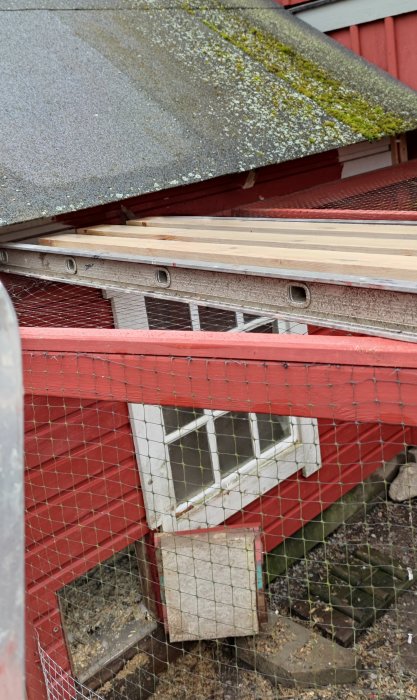 Målararbete på rödmålat hönshus med stegar och brädor under takfot intill hönsgård.