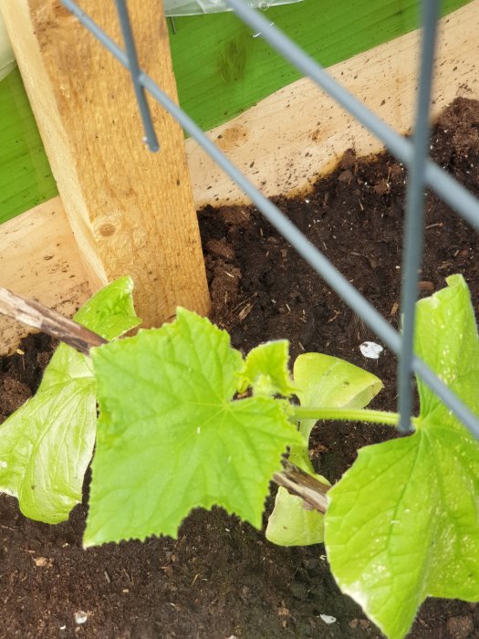 Gurkplantor med tecken på förändring i bladen i ett kallväxthus, utplanterade i fuktig jord.