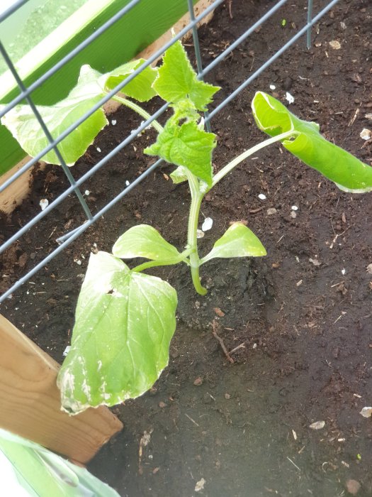 Gurkplanta med förändrade blad som visar tecken på vissning i ett kallväxthus.