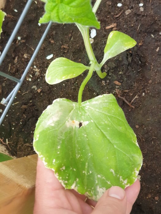 Gurkplanta med förändrade blad som hålls i en hand, vita fläckar och tecken på möjlig näringsbrist.
