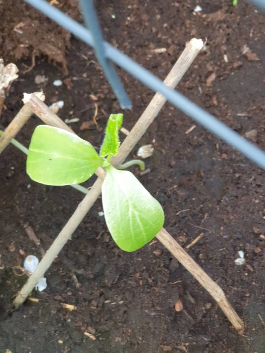 Gurkplanta i jord med stödpinnar och en del skadade blad, indikation på möjlig stress.