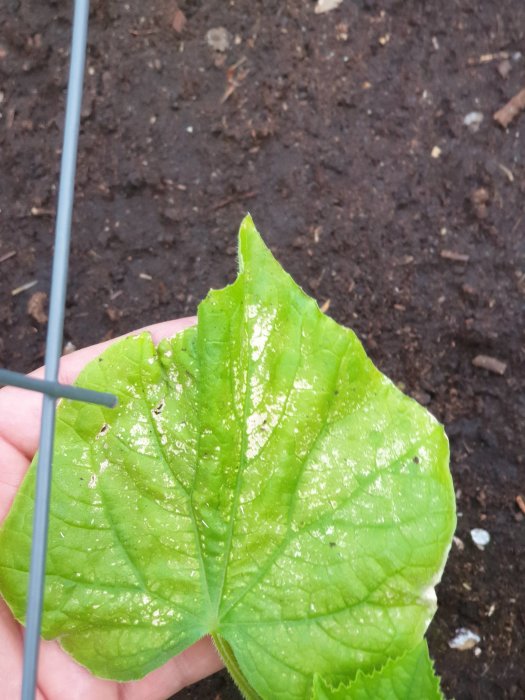 Hand som håller ett gurkplantsblad med skador och ojämn färgning mot jordbakgrund.