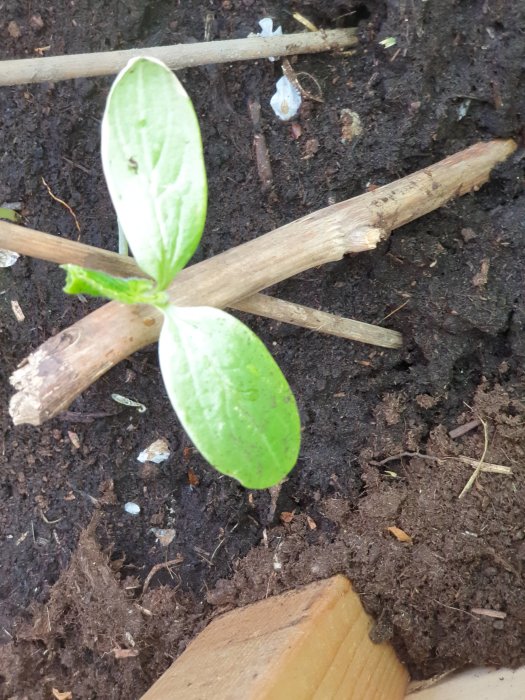 Gurkplanta med förändrade blad i fuktig jord i ett kallväxthus.