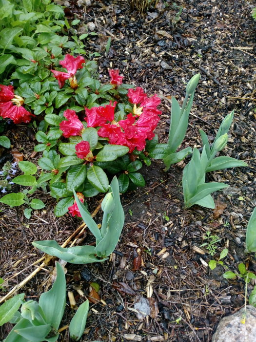 Röd rhododendron i trädgård med fuktiga blad och omgivande gröna växter.