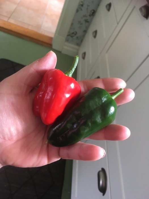 En hand håller en röd och en grön Padrone-paprika.