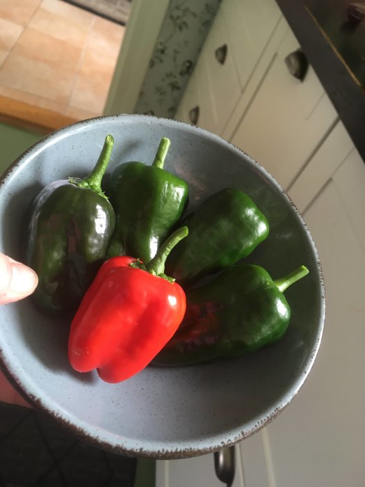 Hand som håller en grå tallrik med skördade gröna Padrones och en röd chili mot en köksbakgrund.