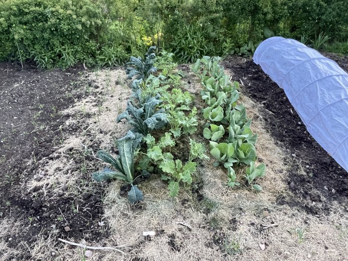 Köksträdgård med palmkål och purjolök i jordbäddar, täckt planttunnel till höger.