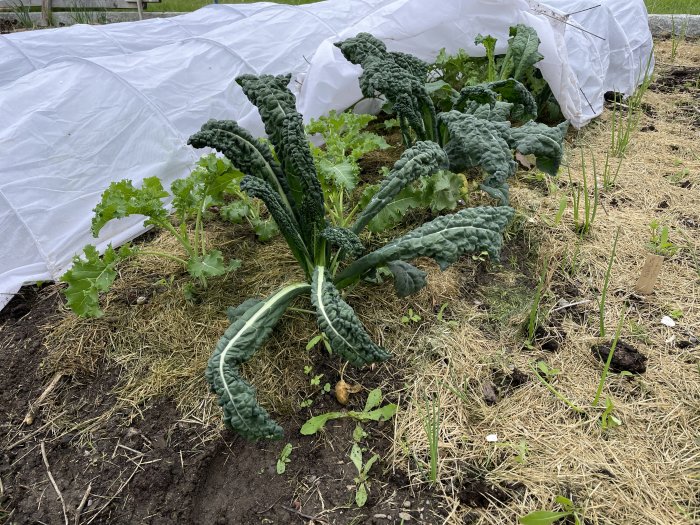 Palmkål och purjolök som växer i en köksträdgård med täckduk i bakgrunden