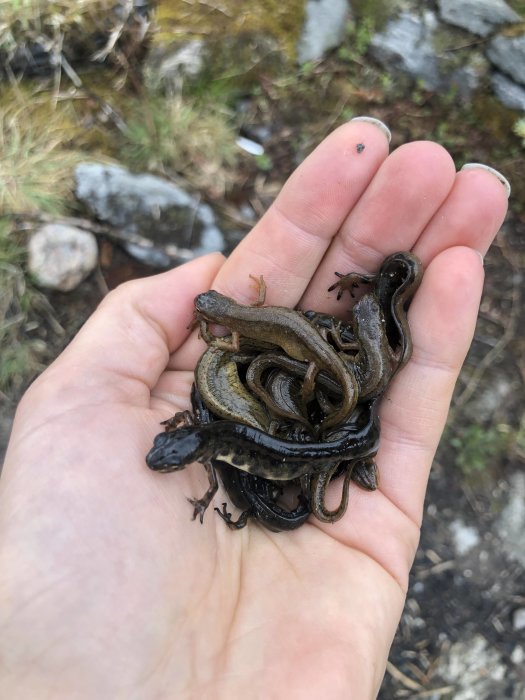 En hand som håller ett knippe salamandrar över gräs- och stenmark.