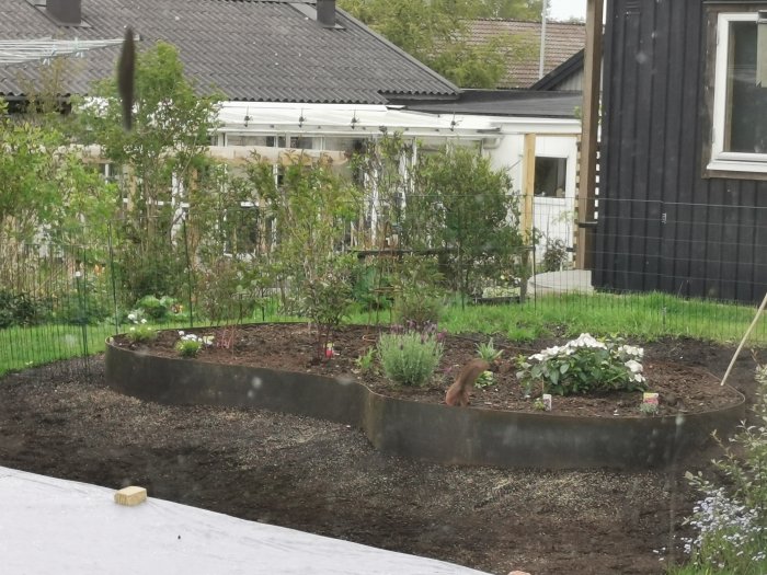 Ekorre gräver i en plantering med blommor och växter i en trädgård.